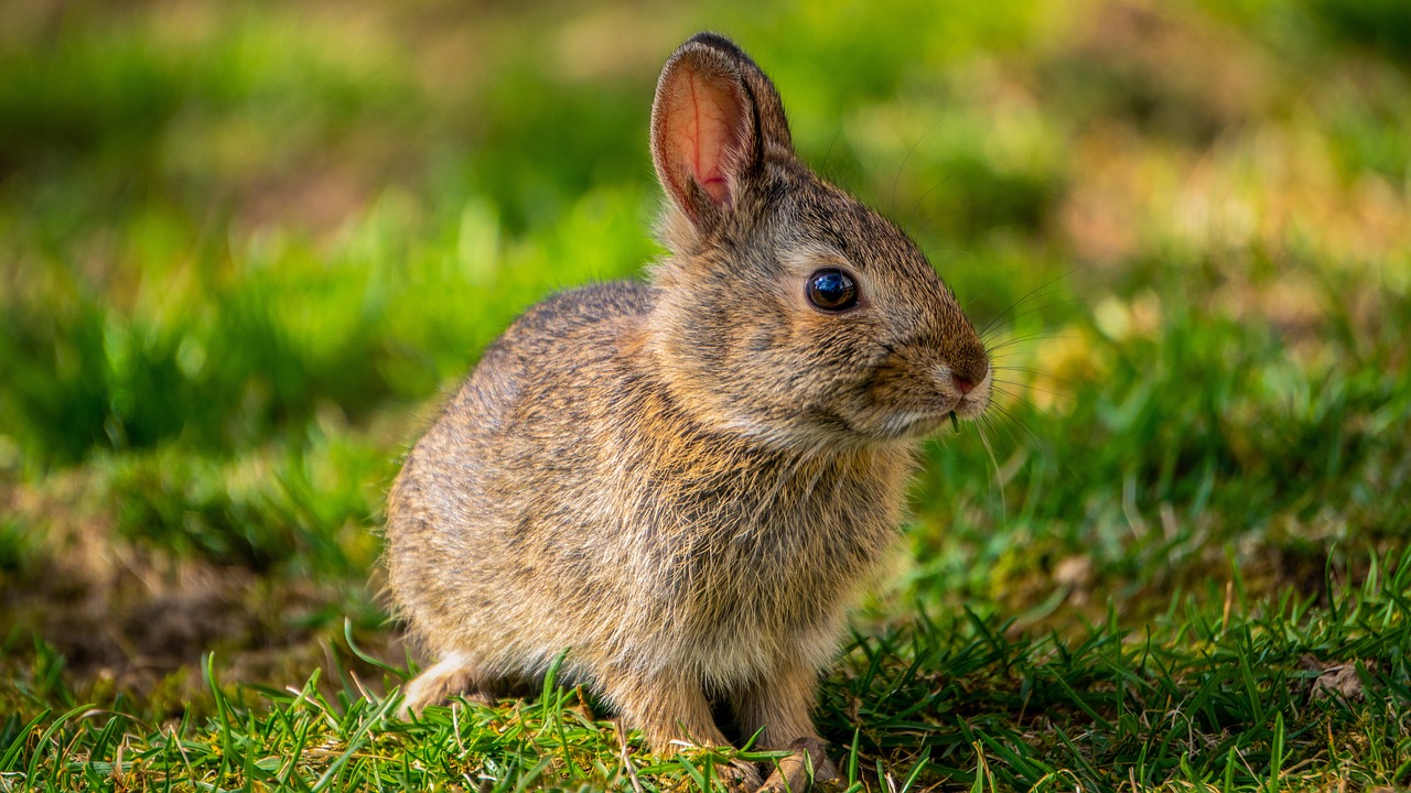 bunny, rabbit, spring-5014814.jpg