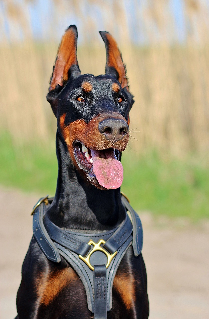 doberman, dog, nature-1312577.jpg